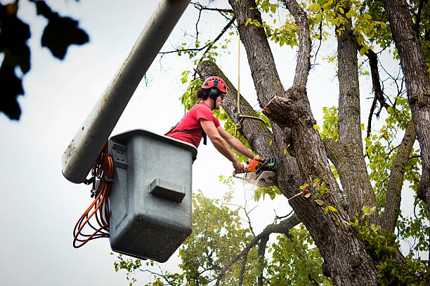 Seasonal Cleanup in Falls City, NE